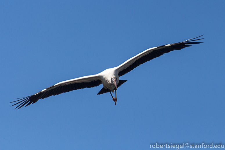 woodstork